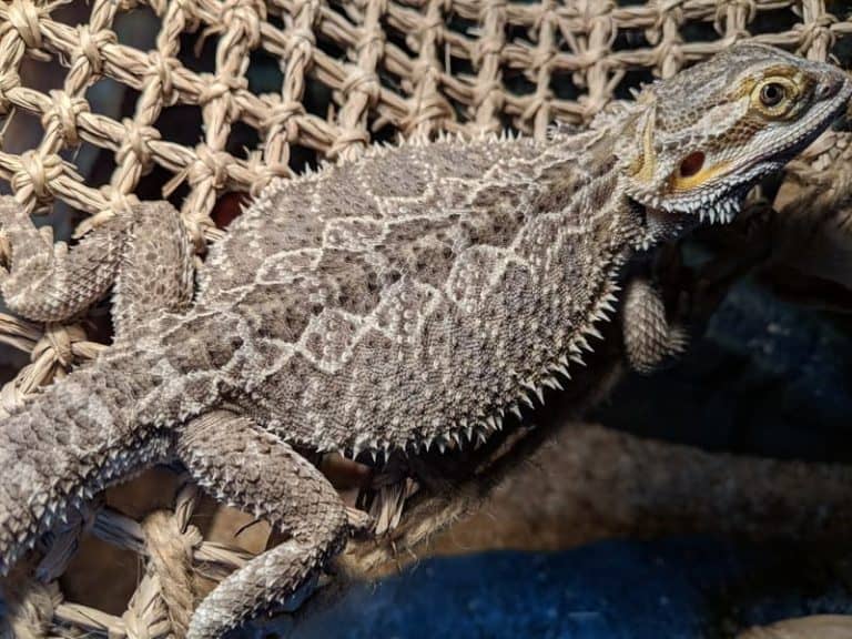 Proper Basking Temperatures For Bearded Dragons Beardie Bungalow