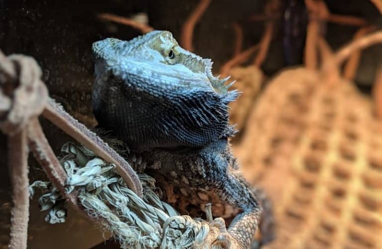 Impaction in Bearded Dragons. What It is and What to Do About It