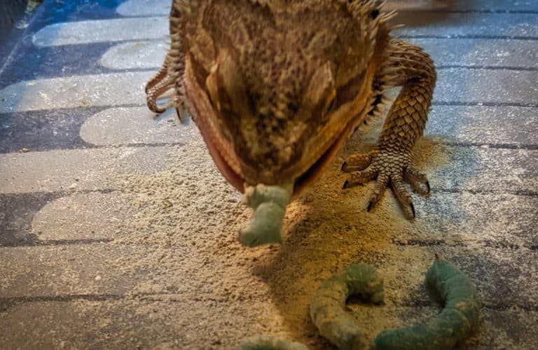 What Type of Worms Make Good Feeders for your Bearded Dragon? Beardie