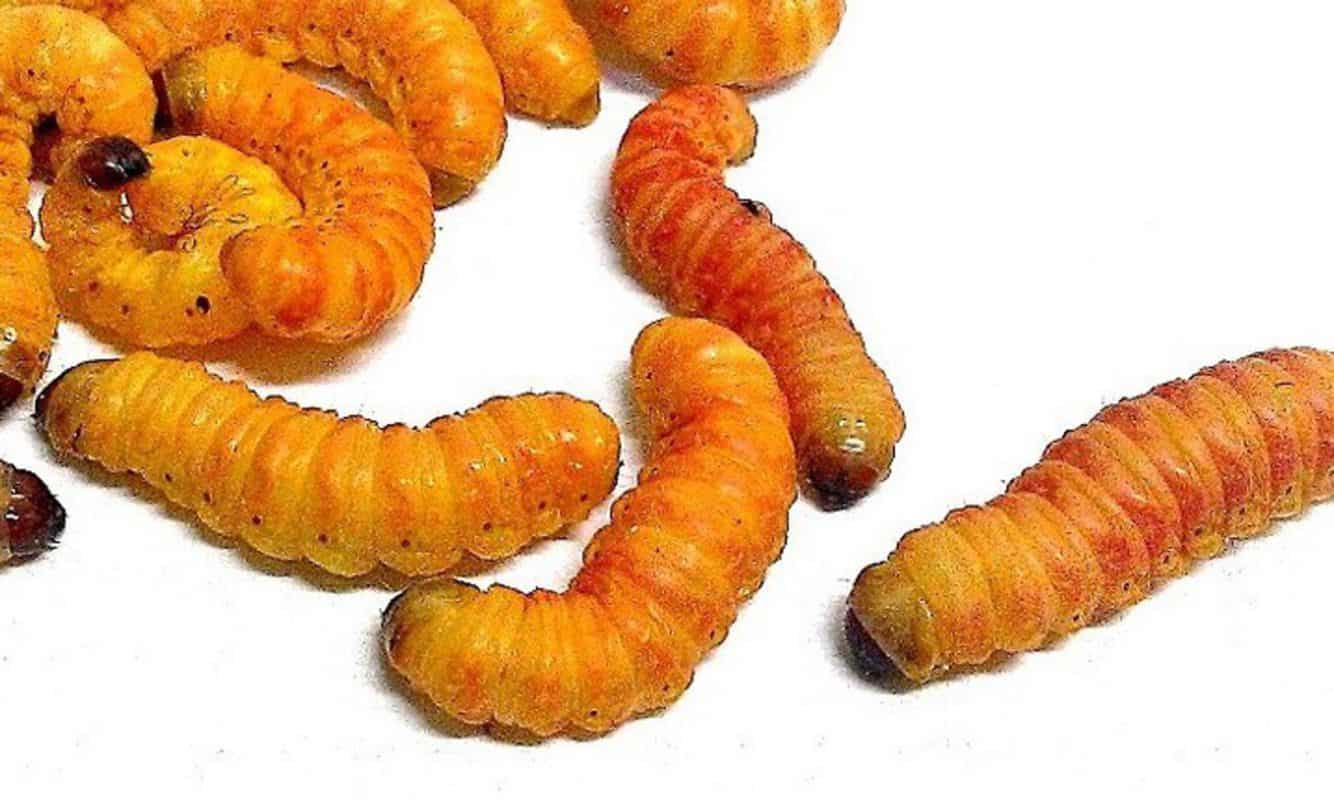 What Type of Worms Make Good Feeders for your Bearded Dragon? Beardie