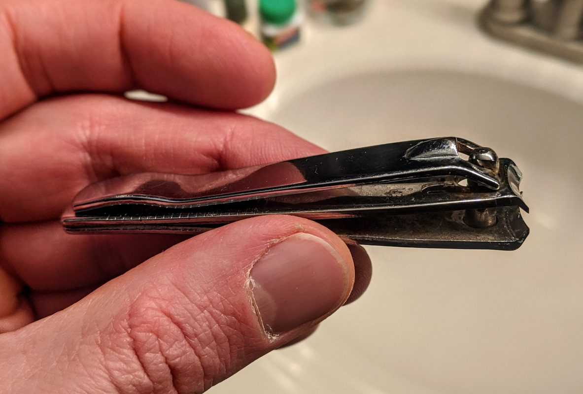 18 Critical Things to Know Before Buying a Bearded Dragon Beardie