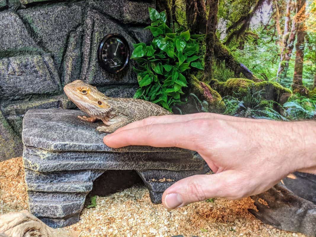 How to Safely Pick Up a Bearded Dragon... Without Getting Bit