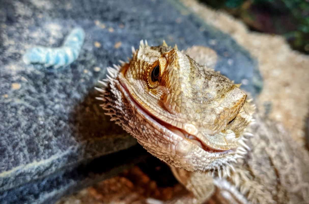 What Type of Worms Make Good Feeders for your Bearded Dragon? Beardie