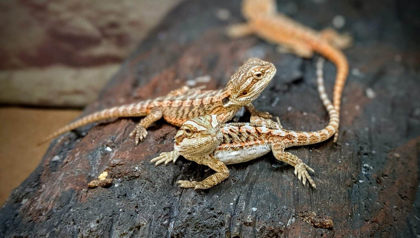 32 Strange & Interesting Facts About Bearded Dragons Beardie Bungalow