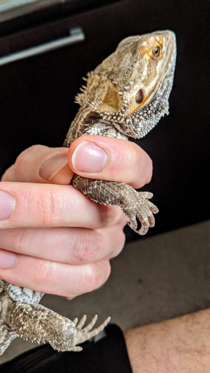 How to trim your bearded dragon's nails - a step by step guide with pictures - Beardie Bungalow