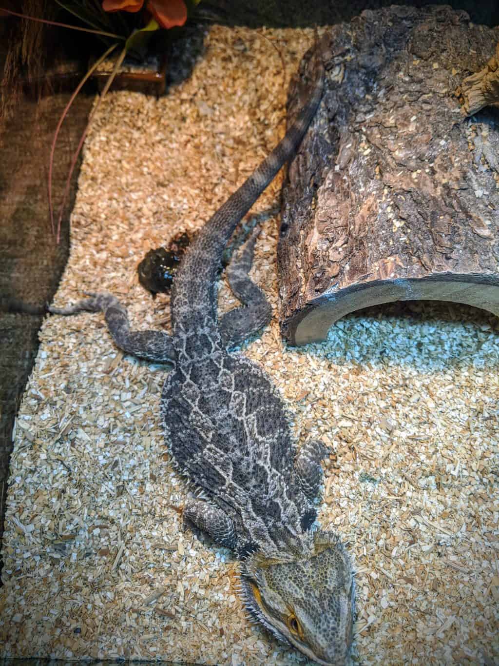 A Step by Step Guide to Potty Training Your Bearded Dragon Beardie