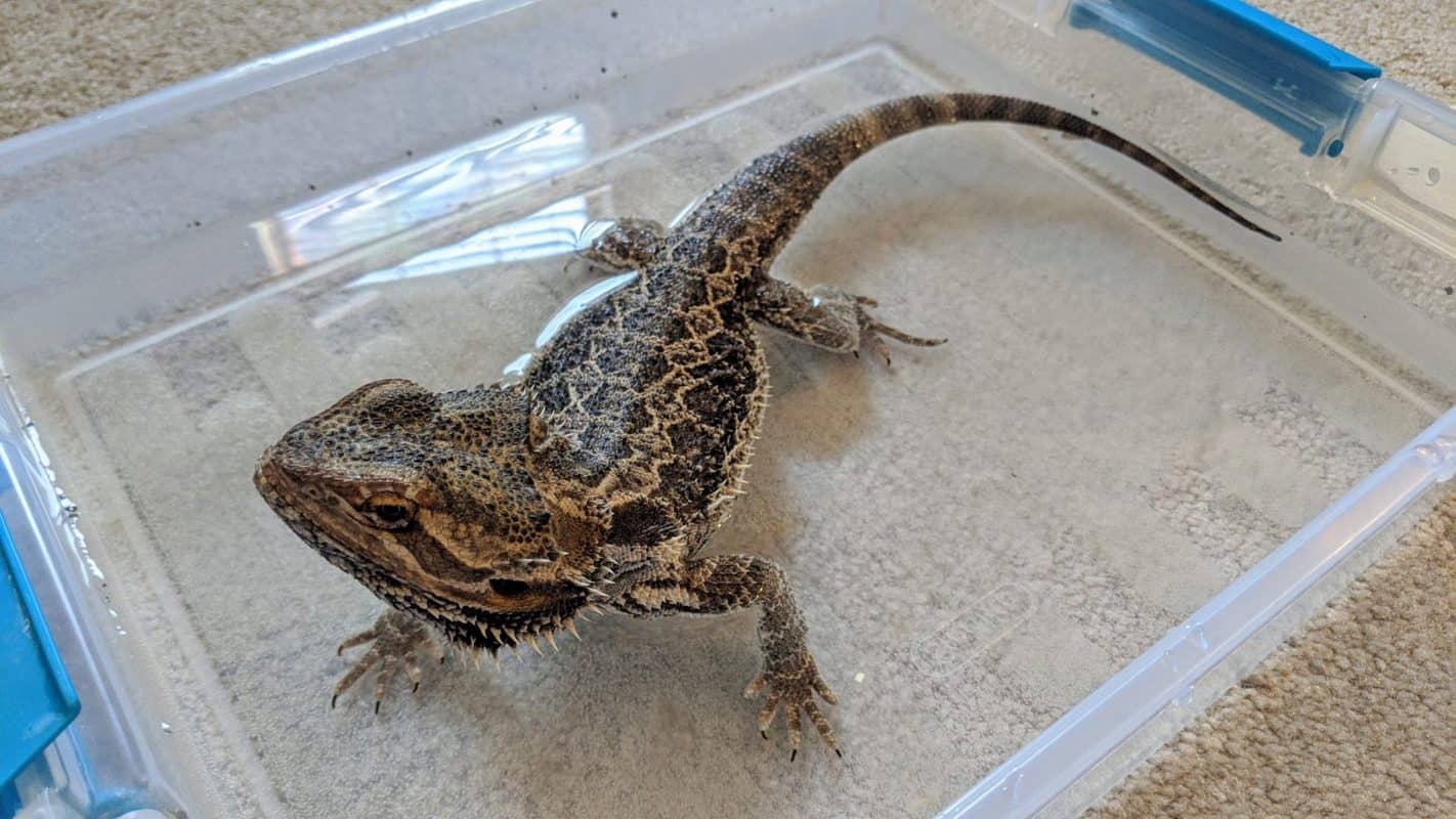 Bathing Your Bearded Dragon A Complete Guide With Pictures Beardie