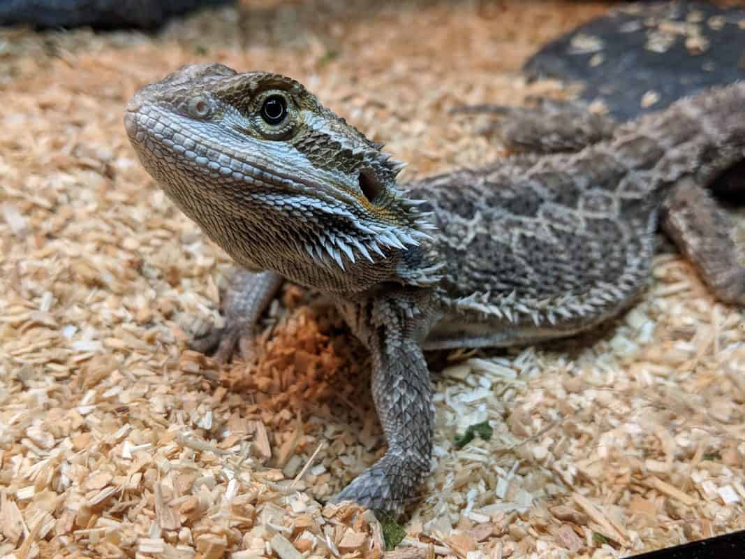 Bearded Dragon substrate. A factbased guide to the best and worst