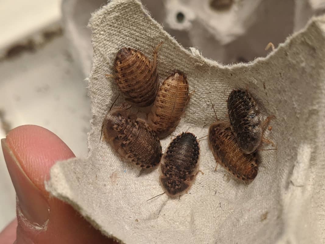 Safe Feeder Insect Sizes for Bearded Dragons Beardie Bungalow