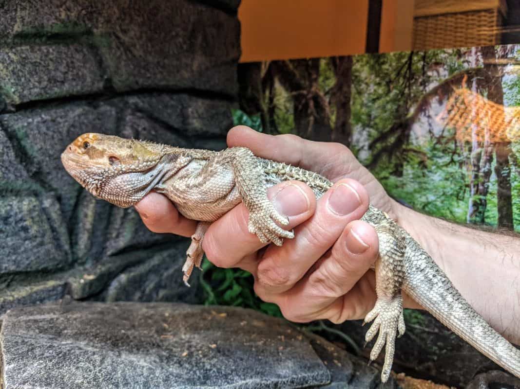 How to Safely Pick Up a Bearded Dragon... Without Getting Bit