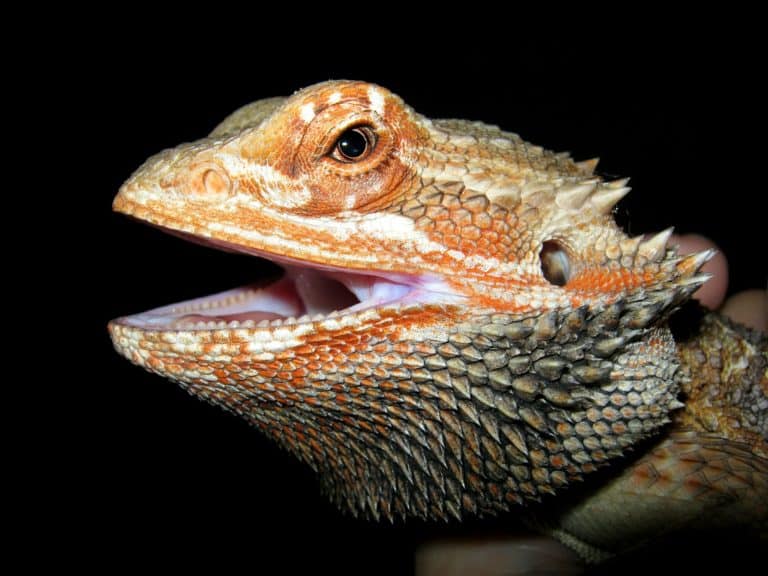 Bearded Dragons Bites Why They Happen, What To Do, & Are They Dangerous? Beardie Bungalow