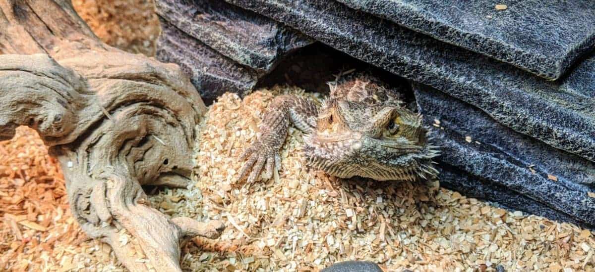 Bearded Dragon substrate. A factbased guide to the best and worst