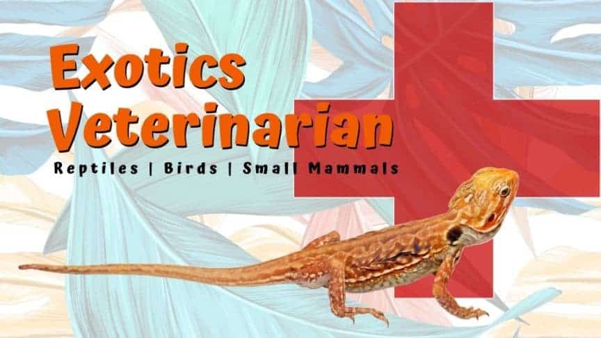 lizard doctor near me