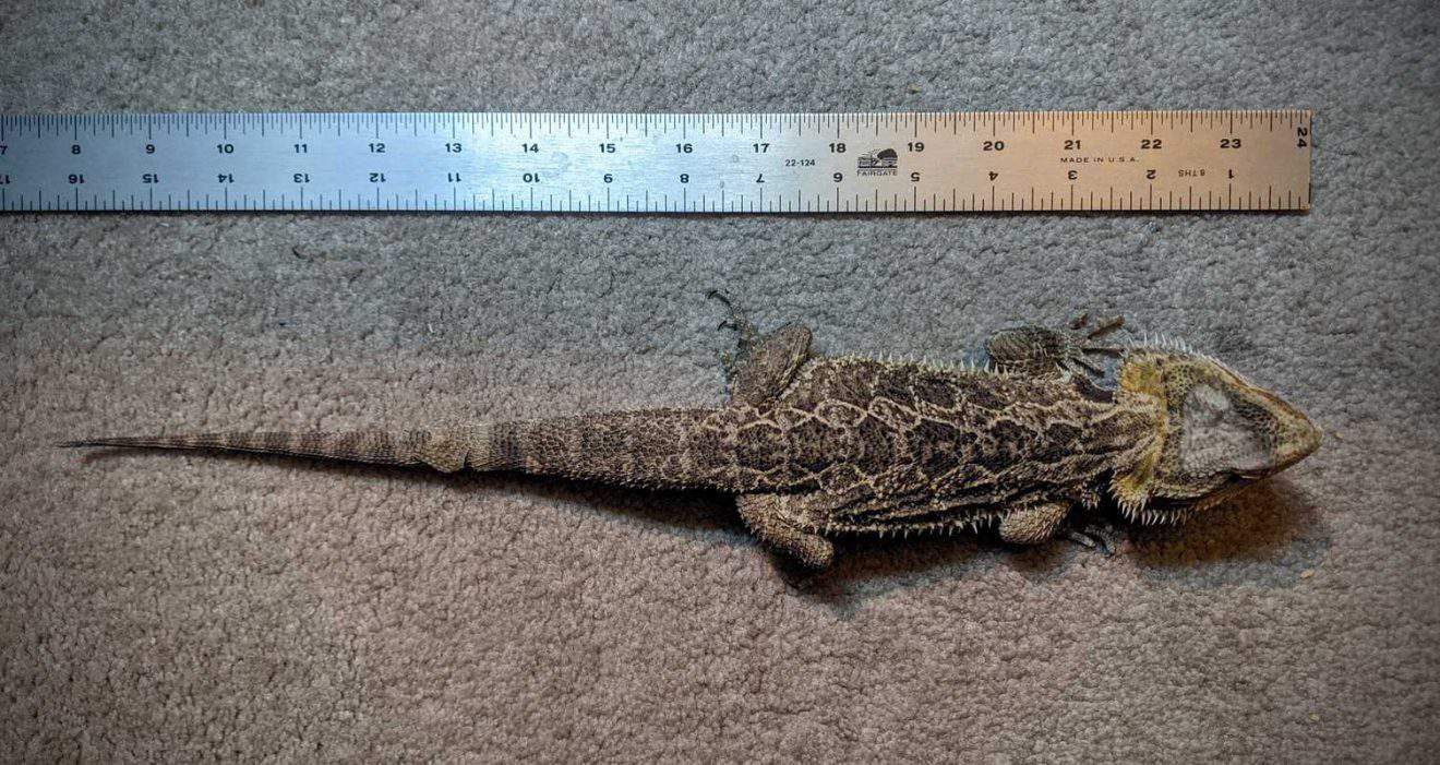 How Big Do Bearded Dragons Get? Beardie Bungalow