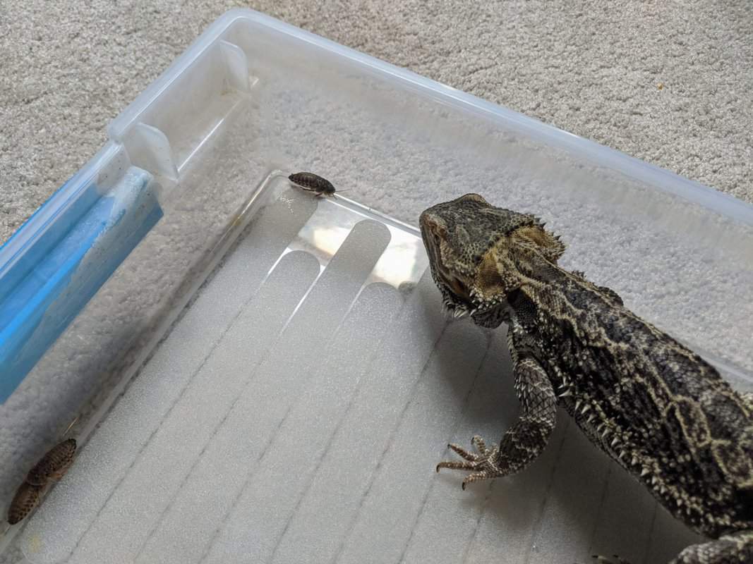The Only Bearded Dragon Feeding Guide That You Ll Ever Photo Inspiration