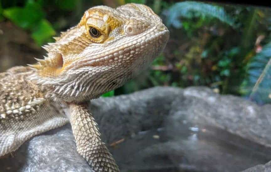 Do Bearded Dragons Need a Water Bowl? Beardie Bungalow