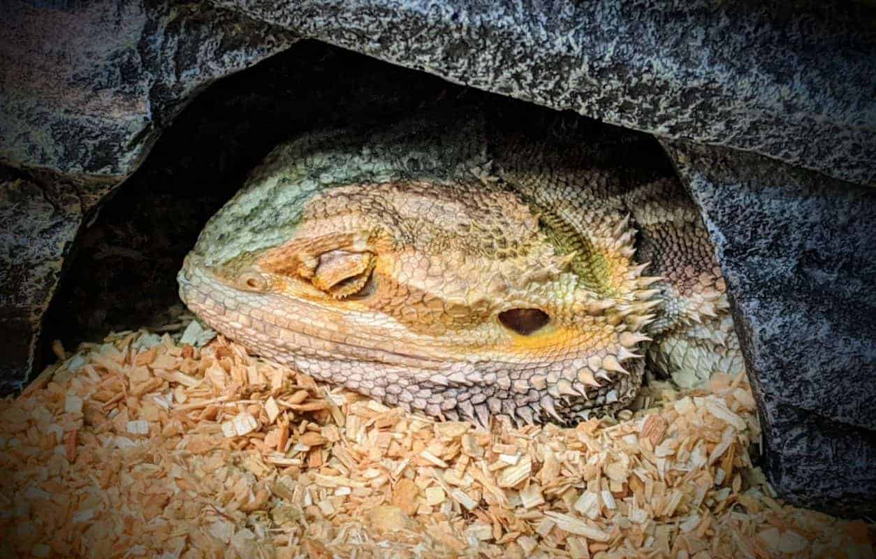 Bearded Dragon Brumation, A Practical Guide to What's Important