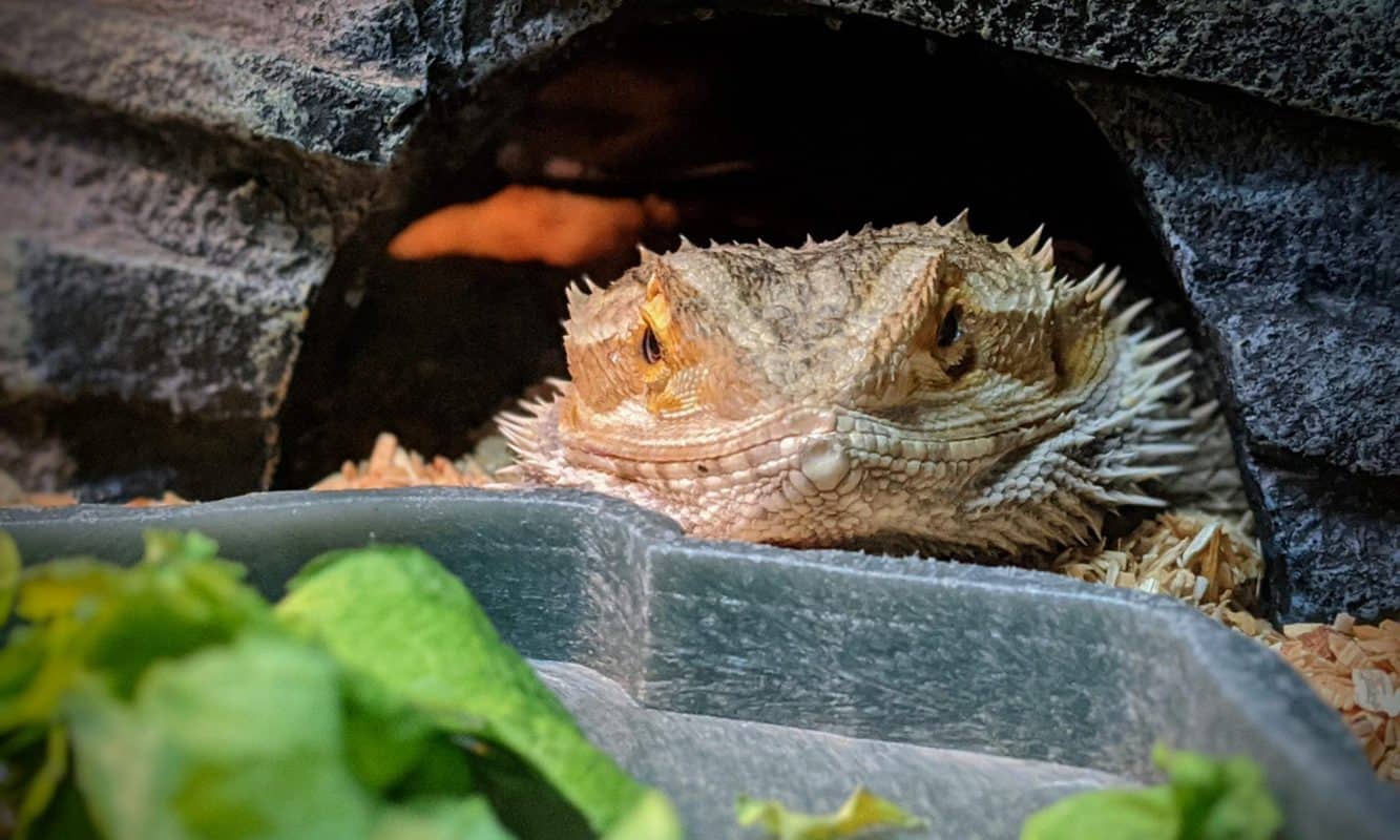 Bearded Dragon Brumation, A Practical Guide to What's Important