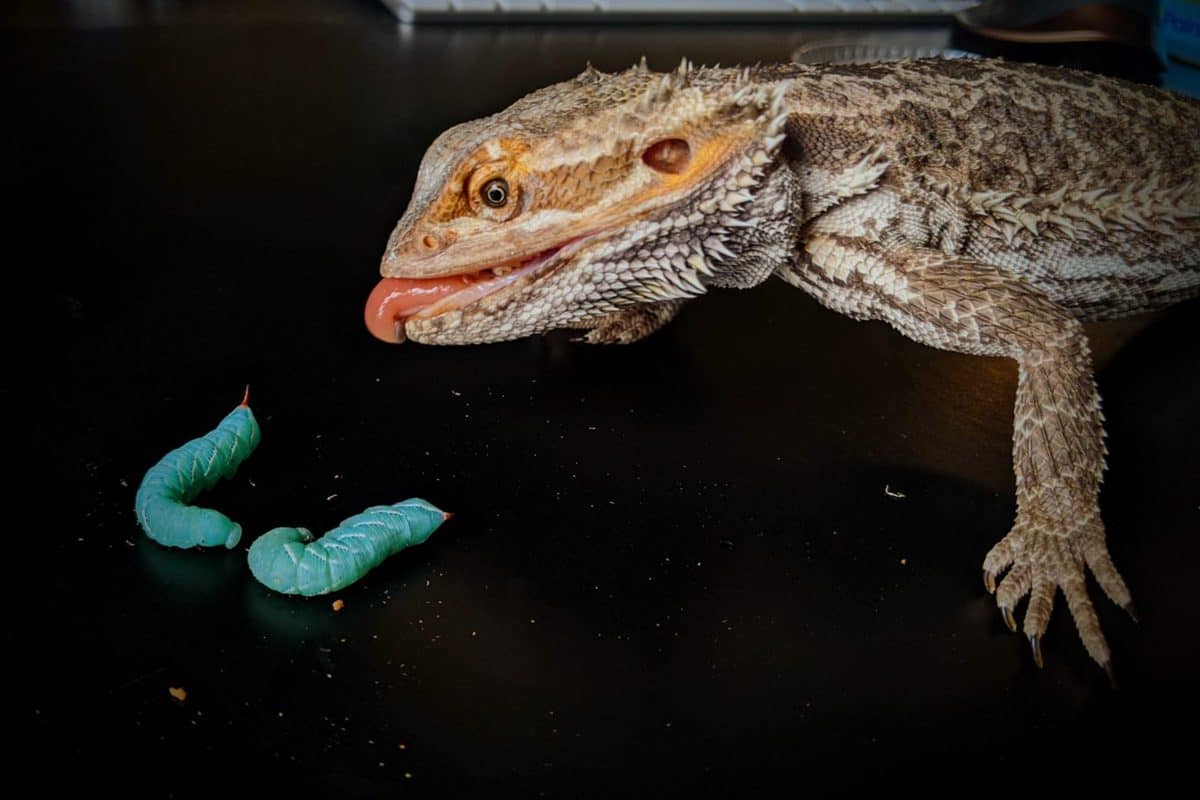 Bearded Dragon Brumation, A Practical Guide to What's Important Beardie Bungalow