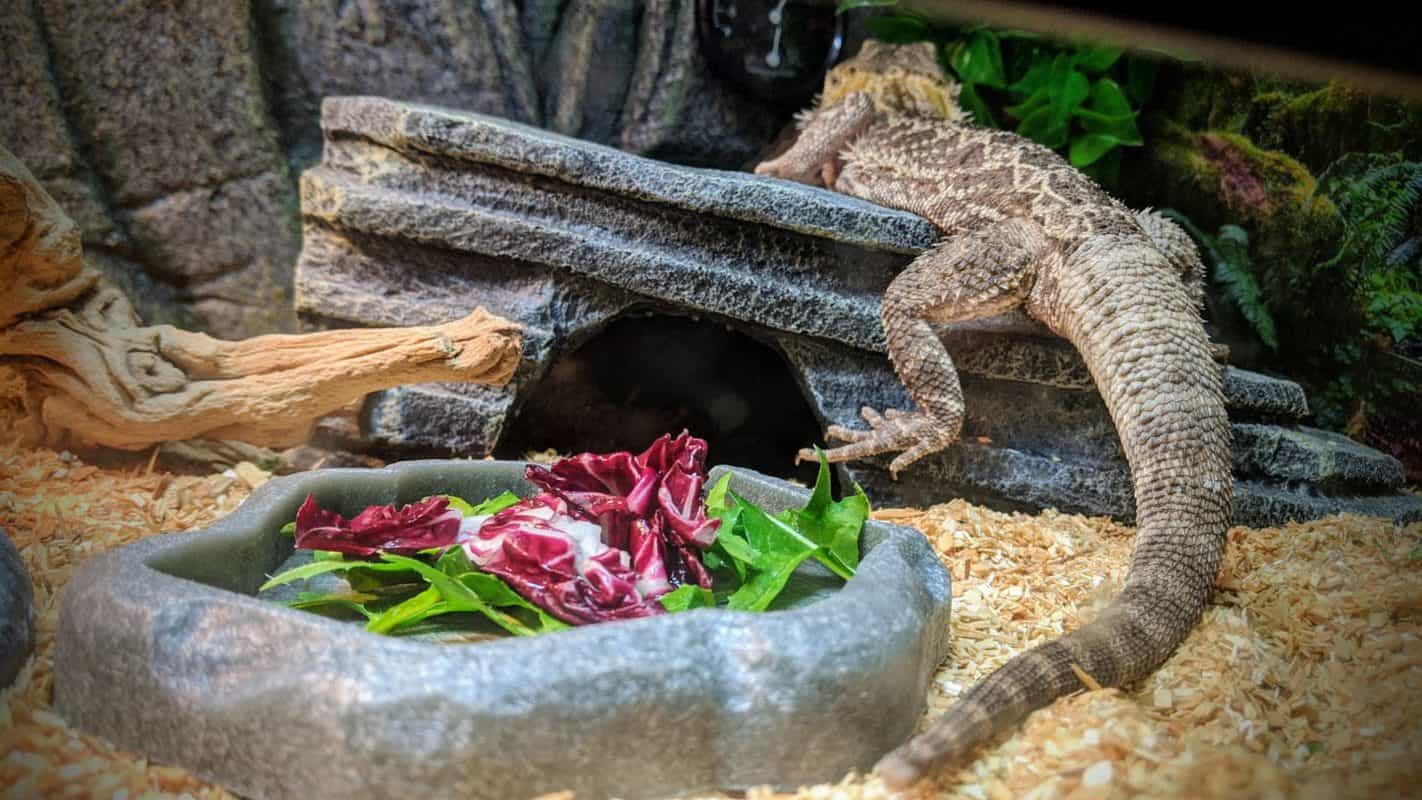 11 Reliable Ways To Get Bearded Dragons to Eat Their Greens