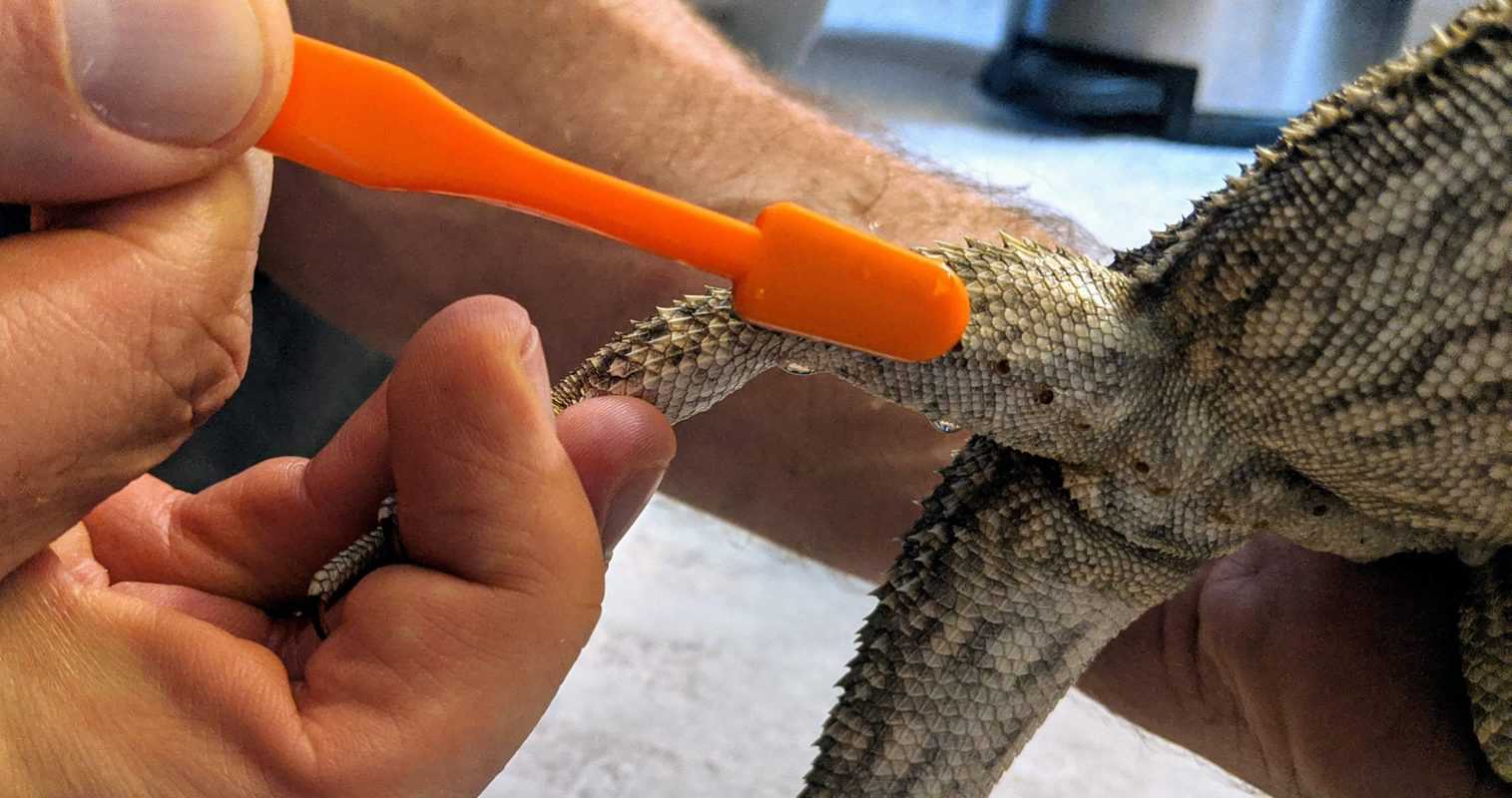 Care & Cleaning of Bearded Dragon Femoral Pores A Practical Guide