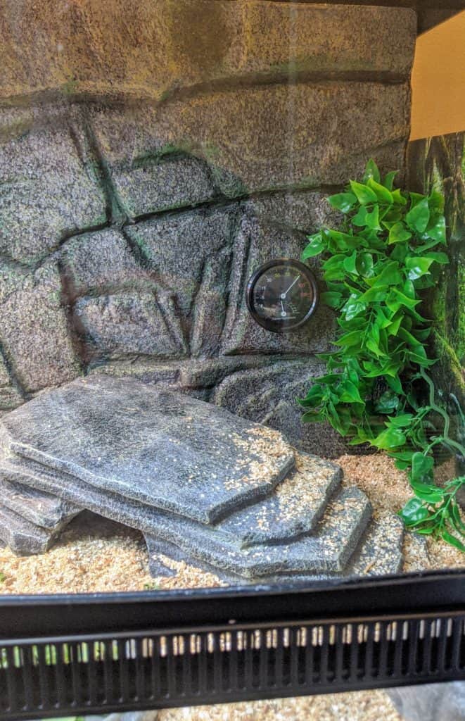 Humidity levels and bearded dragons. What you need to know. Beardie