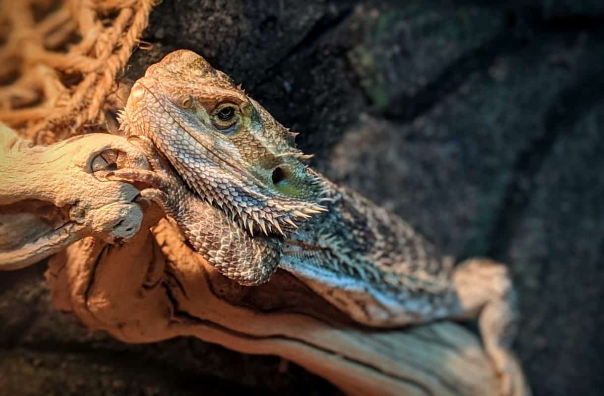 are-bearded-dragons-poisonous-beardie-bungalow