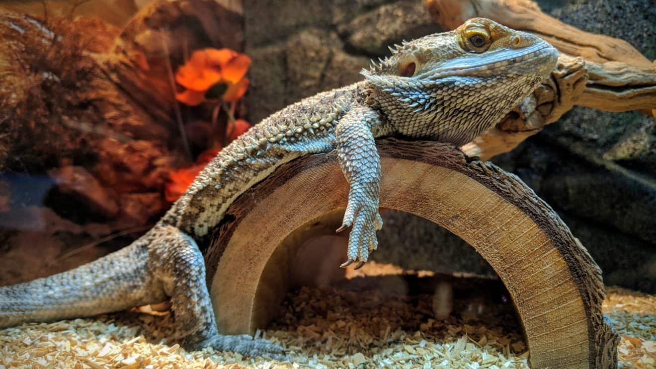 What to do when your bearded dragon sheds Beardie Bungalow