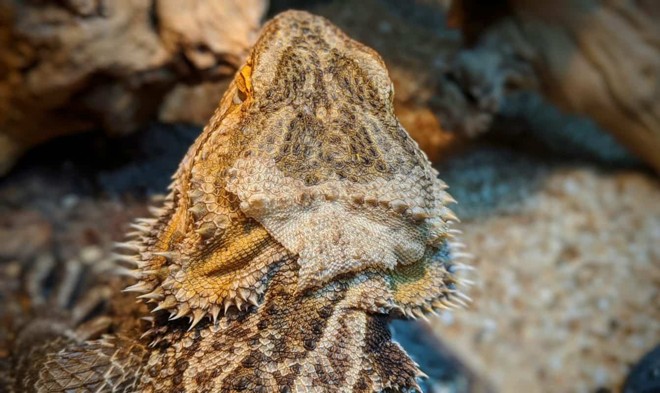 What To Do When Your Bearded Dragon Sheds Beardie Bungalow