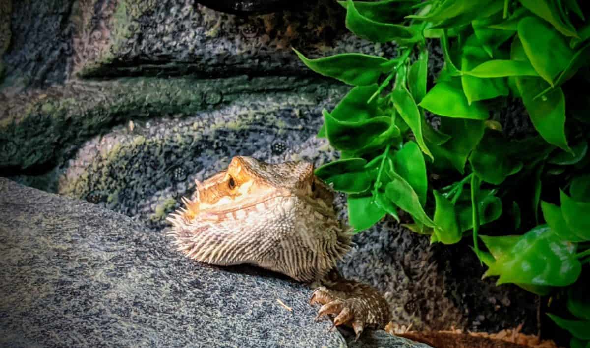 Bearded dragon odor, is it your beardie or their tank that smells