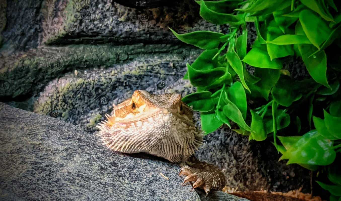 Bearded dragon odor, is it your beardie or their tank that smells