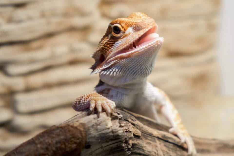 Is Your Bearded Dragon's Mouth Open? Here's Why!
