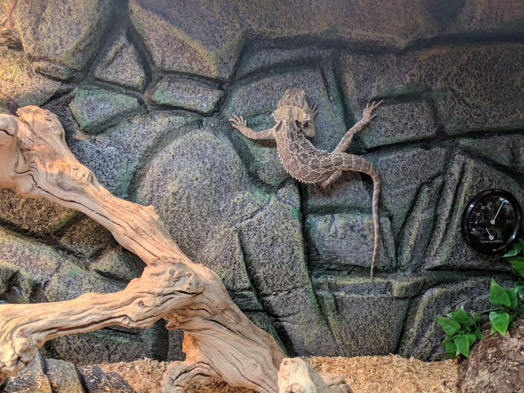 The REAL Reason Your Bearded Dragon Is Glass Surfing