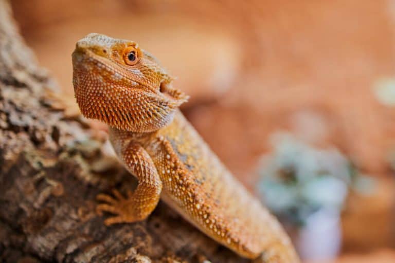 On or Off? Nighttime Lighting For Bearded Dragons.