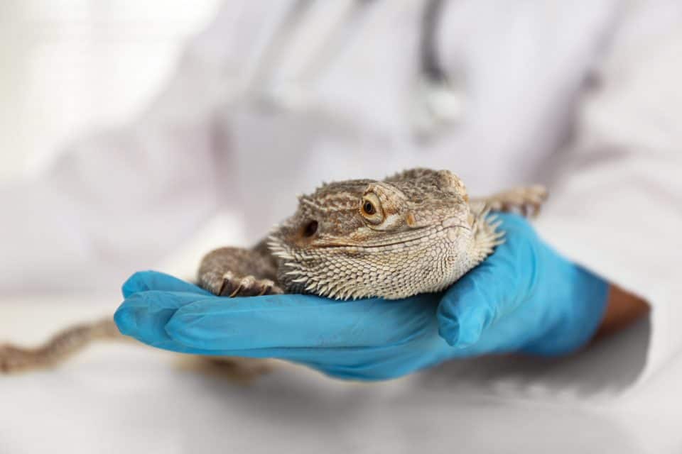 Do Bearded Dragons Need Vaccines? An Honest Answer.