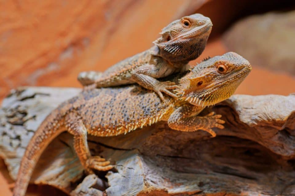 Do Bearded Dragons Get Lonely?