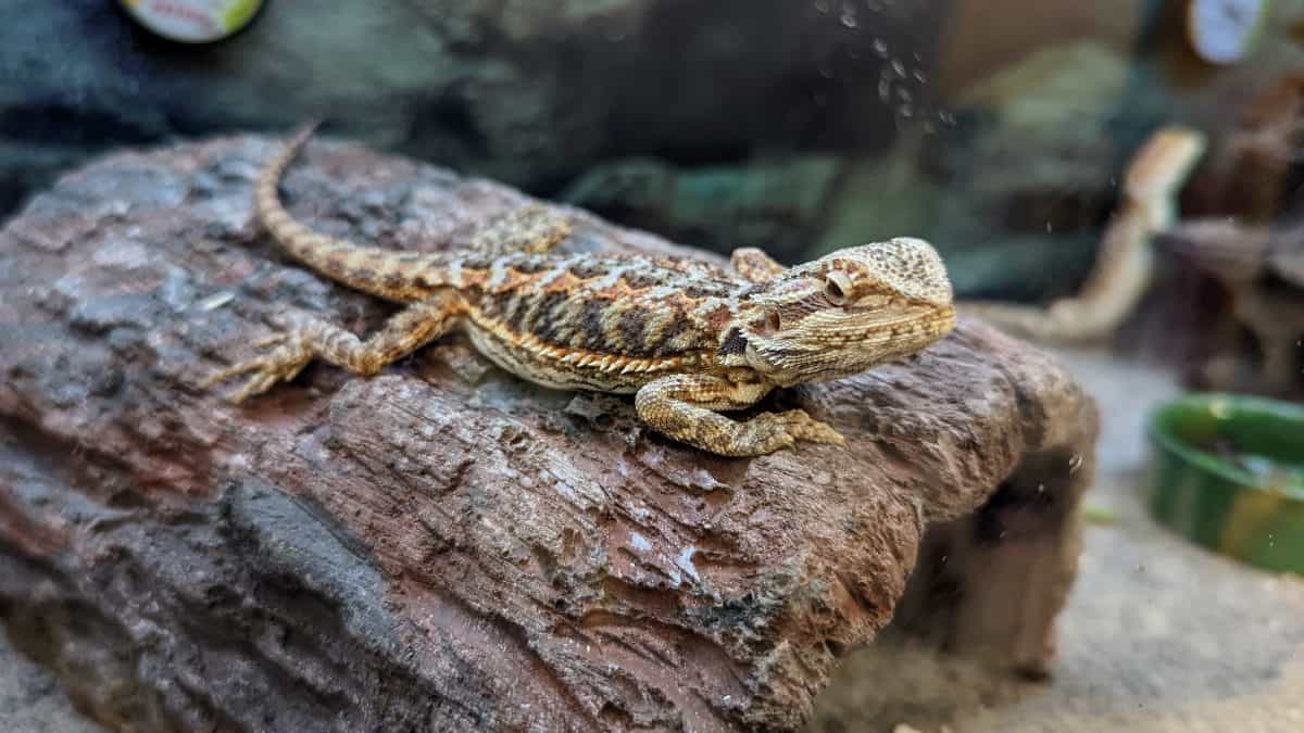 Premium & Fancy Bearded Dragons, Are They Worth The Price?