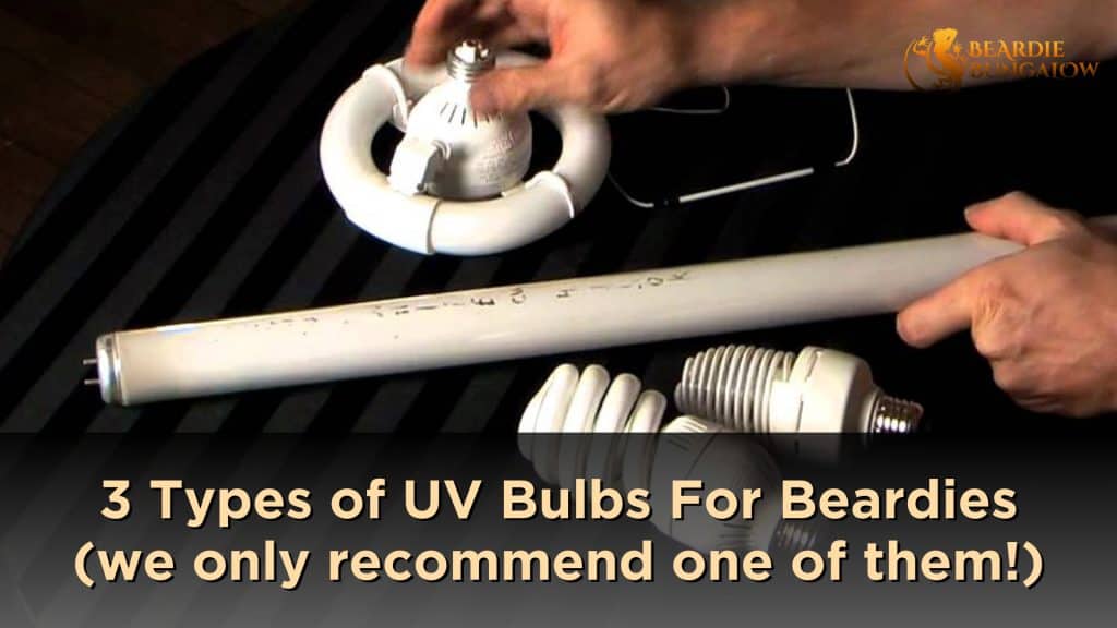 3 UVB Bulbs For Bearded Dragons, But Only One is Best!