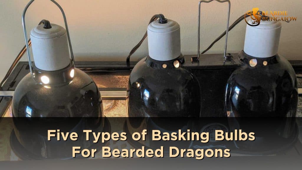 Five Types of Basking Bulbs for Bearded Dragons