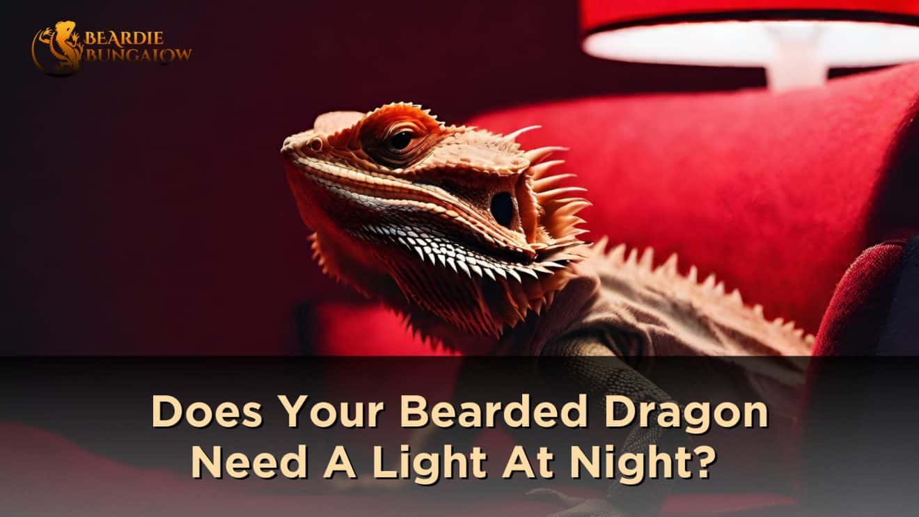 Lights & Heat Beardie Bungalow