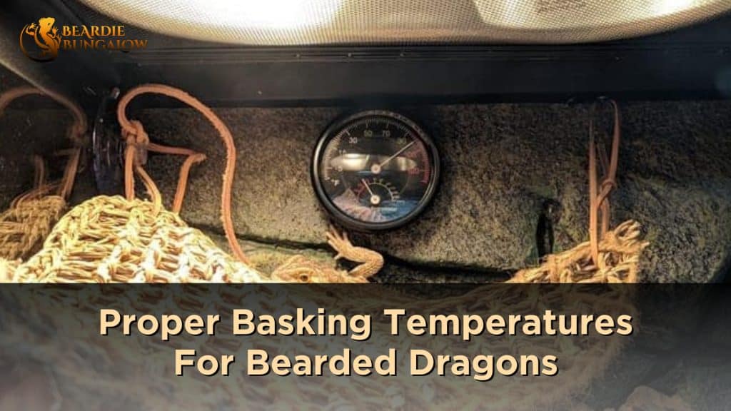 Proper Basking Temperatures For Bearded Dragons Beardie Bungalow