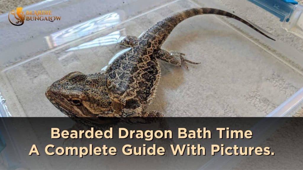 Bathing Your Bearded Dragon A Complete Guide With Pictures Beardie