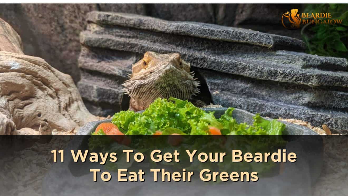 11 Reliable Ways To Get Bearded Dragons to Eat Their Greens