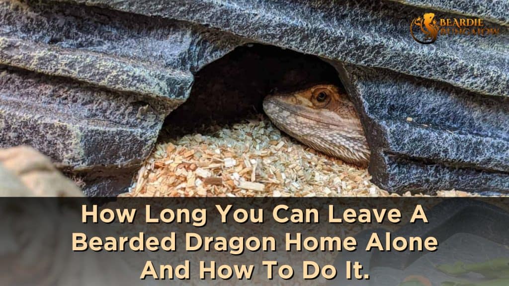 bearded dragon home alone featured image