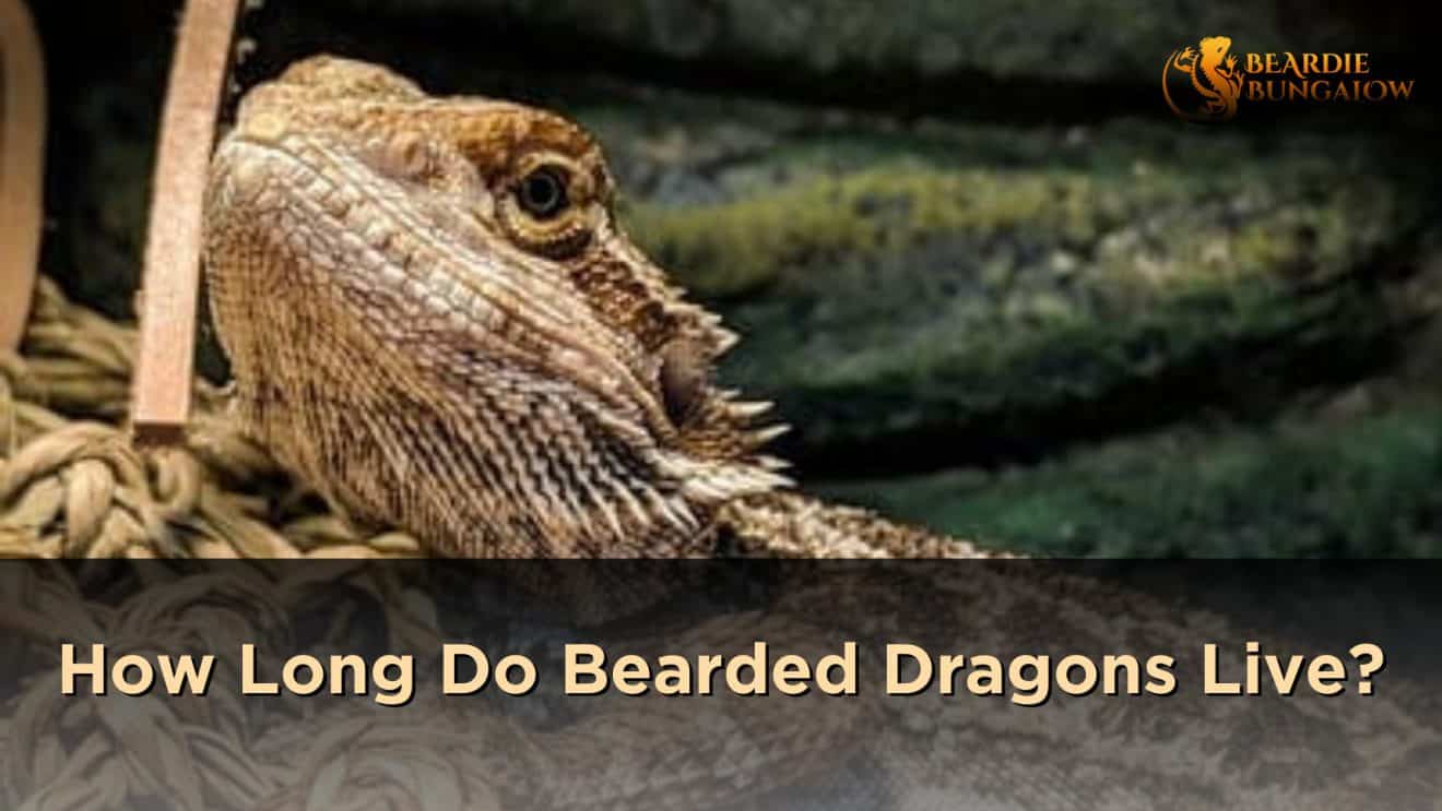 How Long Do Bearded Dragons Live? Beardie Bungalow