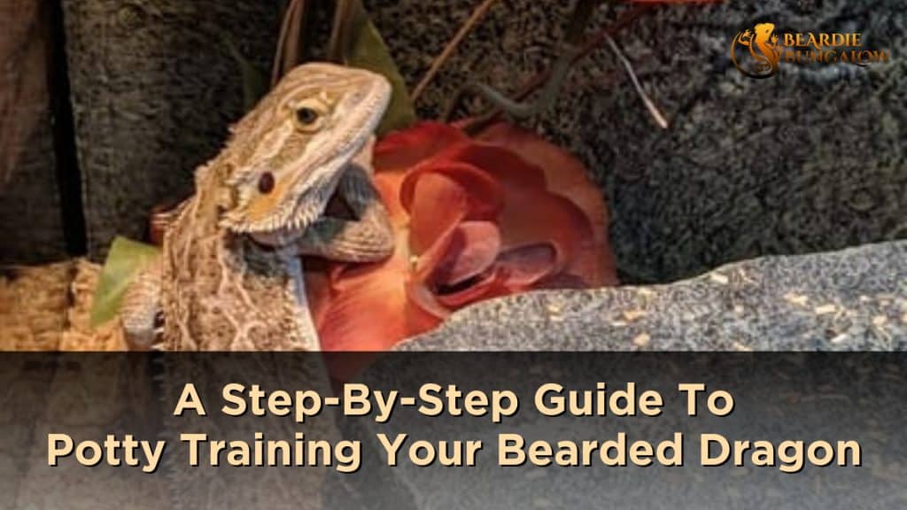 bearded dragon potty training featured image